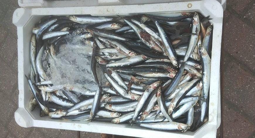 Photo of restaurant Oltremare in Fiumicino, Rome - Photo 2