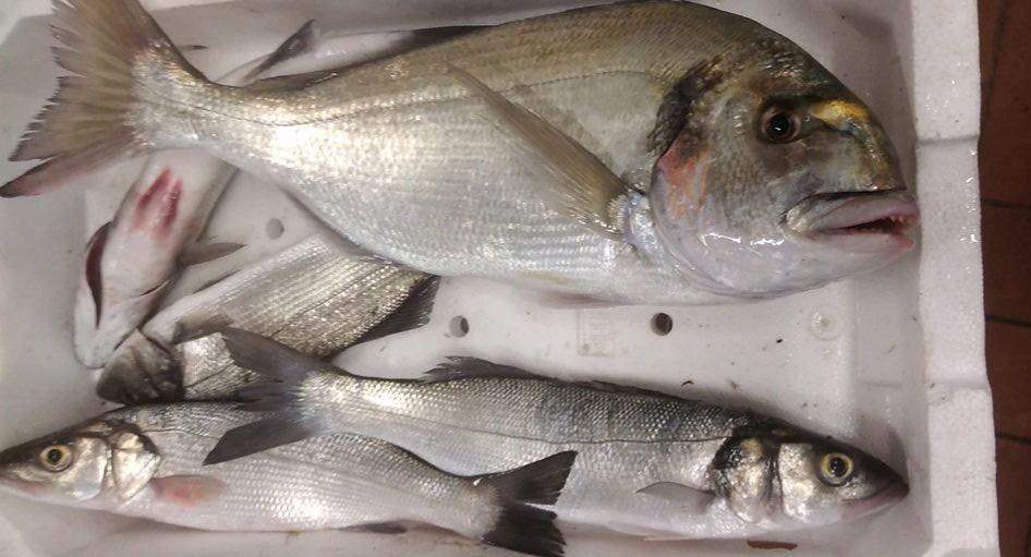 Photo of restaurant Oltremare in Fiumicino, Rome - Photo 3