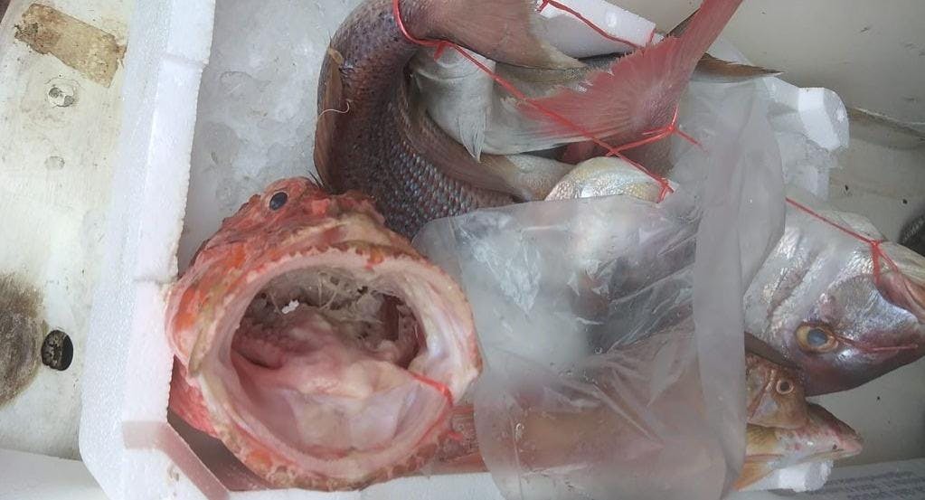 Photo of restaurant Oltremare in Fiumicino, Rome - Photo 7