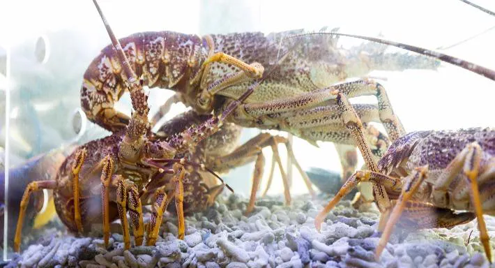 Photo of restaurant Docklands Lotus in Docklands, Melbourne - Photo 7