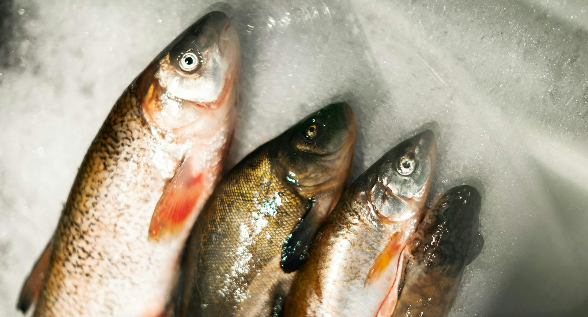 Photo of restaurant Fischerie in 2. District, Vienna