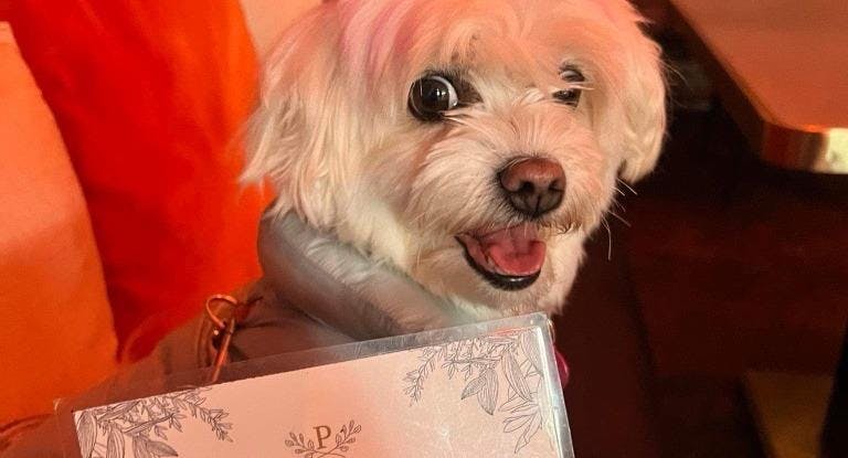 Restaurant The Paw Bar & Eatery - Parnell in Parnell, Auckland