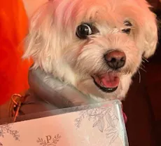 Restaurant The Paw Bar & Eatery - Parnell in Parnell, Auckland