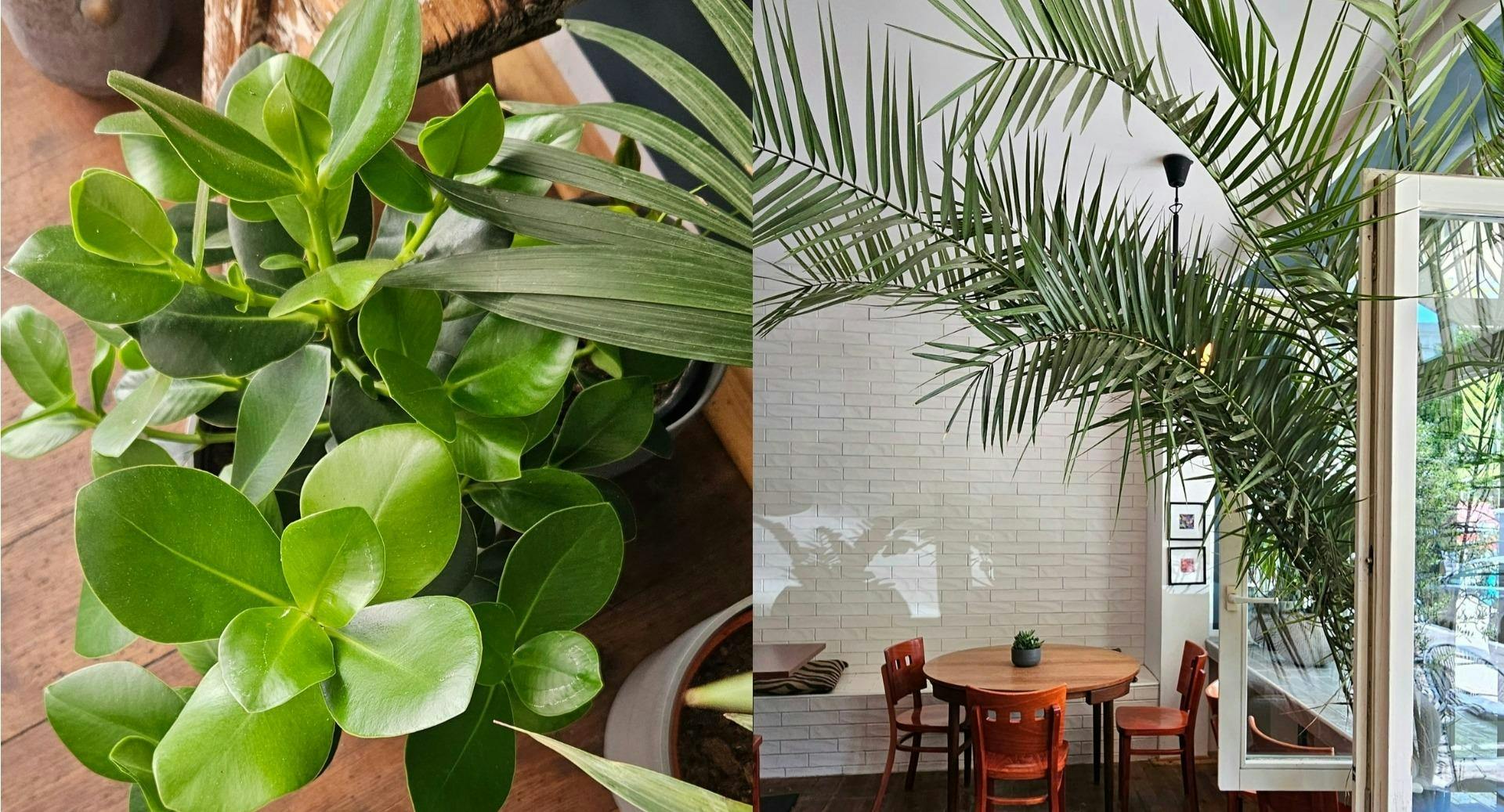 Bilder von Restaurant The Tiger | Organic Brunch & Lunch in Prenzlauer Berg, Berlin - Photo 11