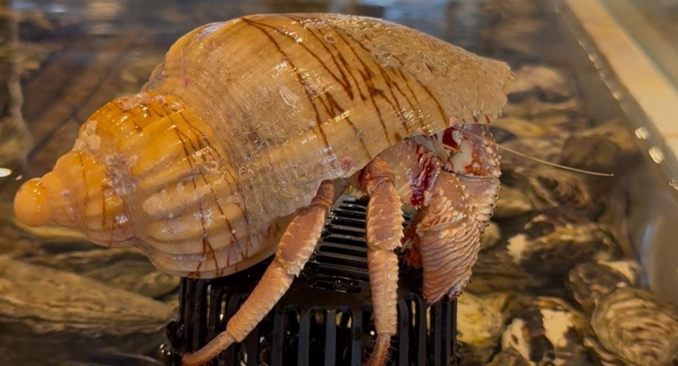 Photo of restaurant Olala Seafood by Muli in North Melbourne, Melbourne - Photo 7