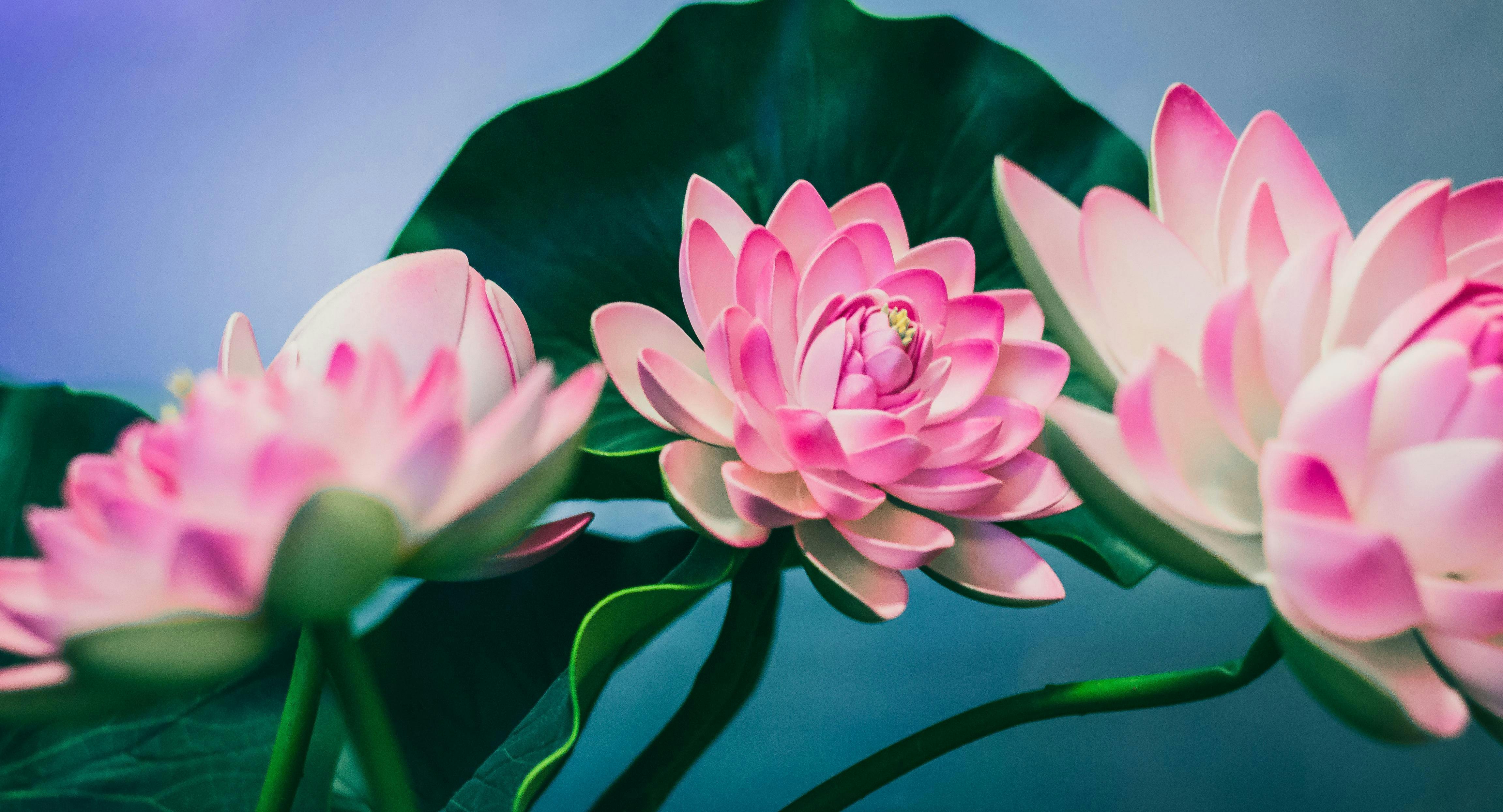 Bilder von Restaurant Sen Restaurant München in Ludwigsvorstadt-Isarvorstadt, München - Photo 5