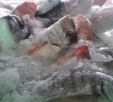 Restaurant Trattoria supra i mura in City Centre, Palermo